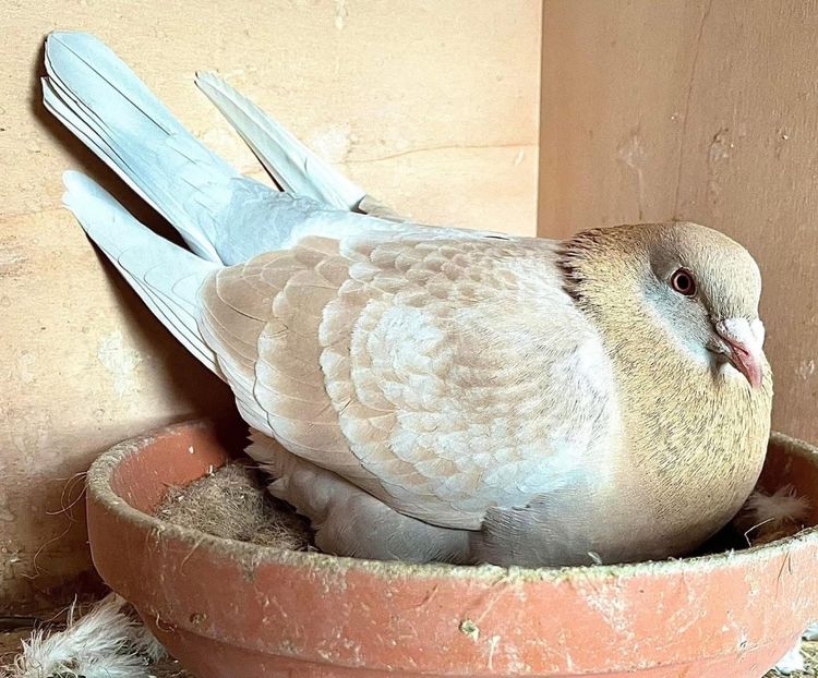  - Nu îmi aparțin 8