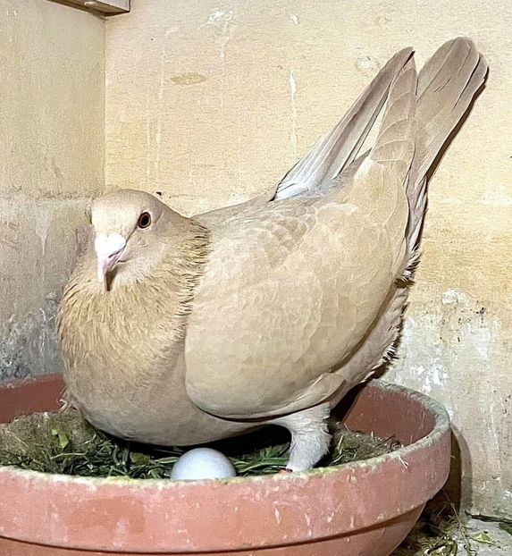  - Nu îmi aparțin 8