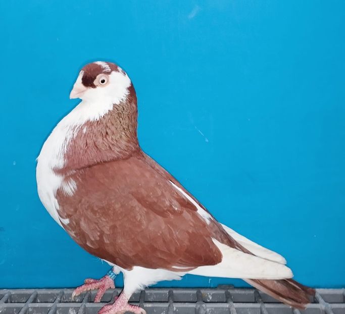 28003  Mascul  2024 - Jucători de Galați