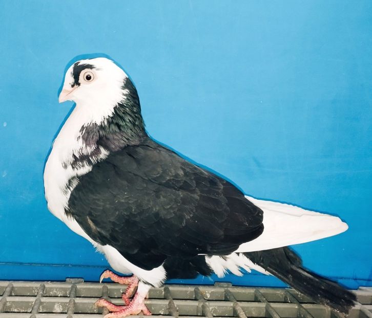 13347  Femelă  2024 - Jucători de Galați