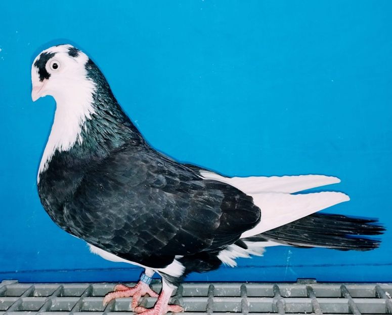 13450  Femelă  2024 - Jucători de Galați