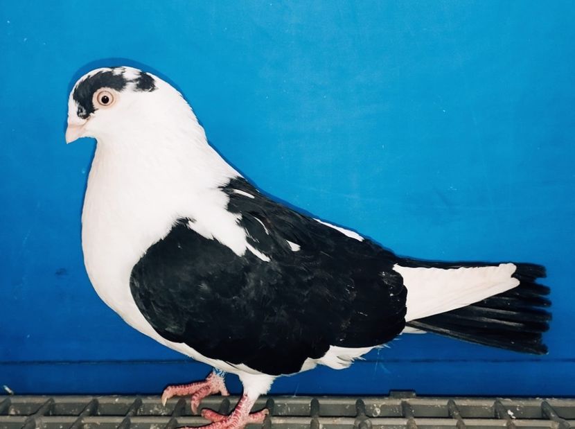 28107  Mascul  2024 - Plecați ALBUM 4