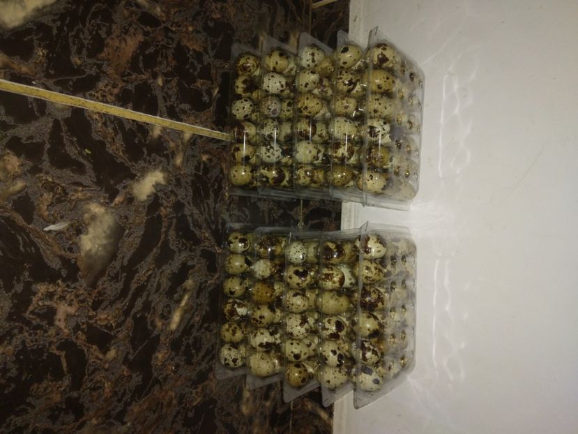 Oua Prepeliță - Prepelițe