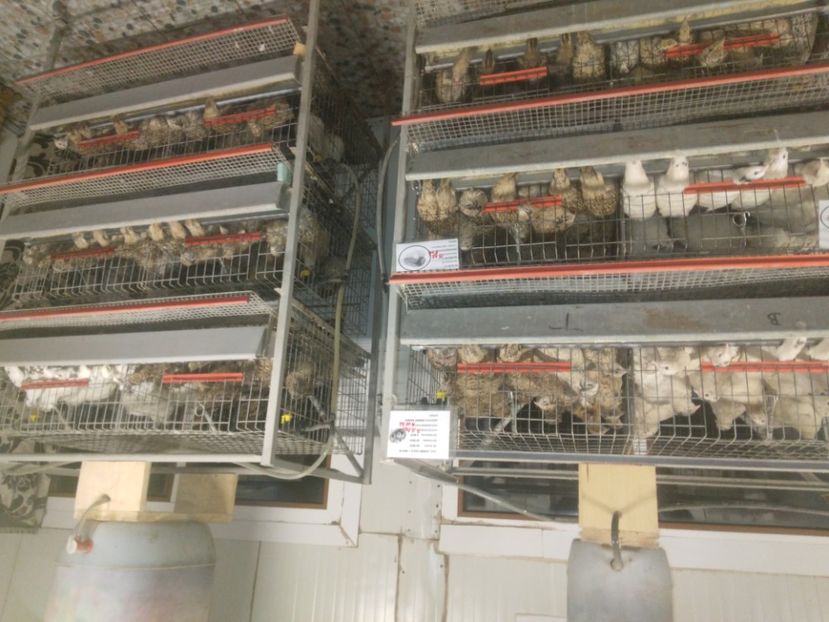 Rastele cu prepelițe - Prepelițe