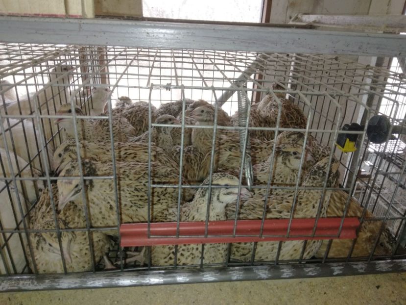 Prepelițe tinere jumbo gold - Prepelițe