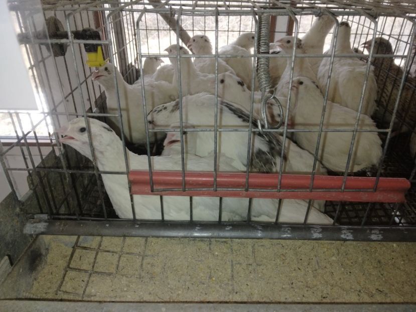 Prepelițe tinere polare - Prepelițe