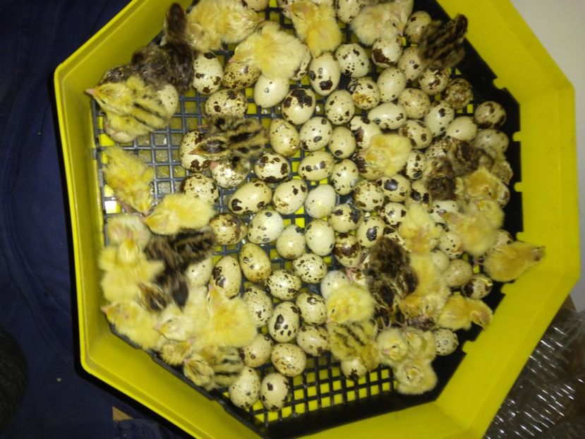  - Crescătorie de prepelițe