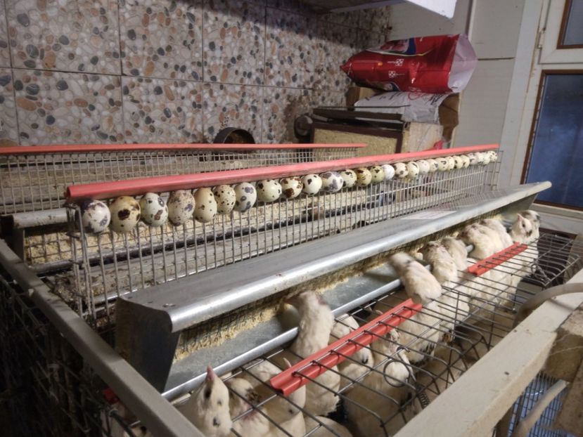  - Crescătorie de prepelițe