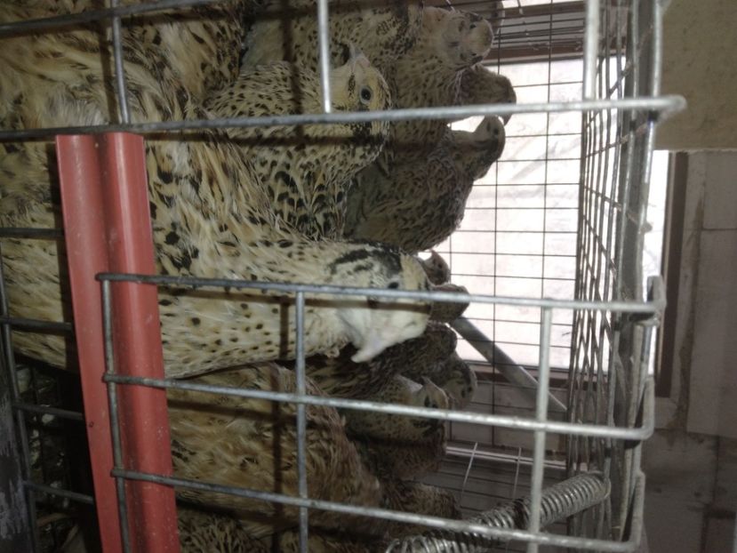  - Crescătorie de prepelițe