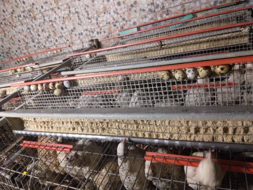  - Crescătorie de prepelițe