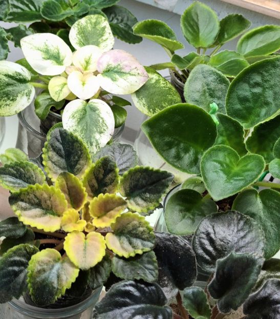  - 1 1 Violete Africane de Colecție