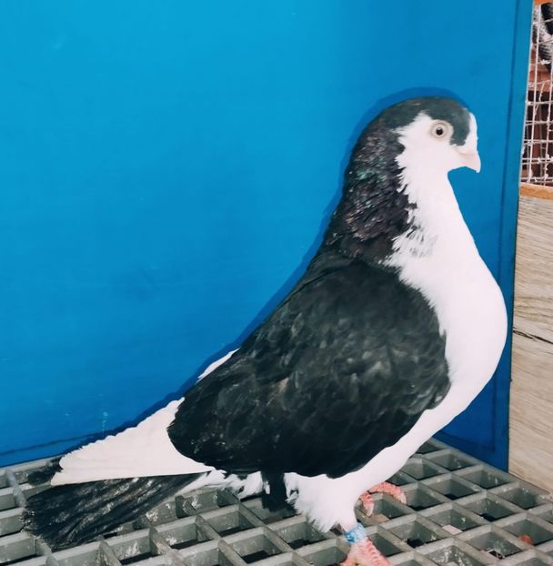 28069  Mascul  2024 - Jucători de Galați