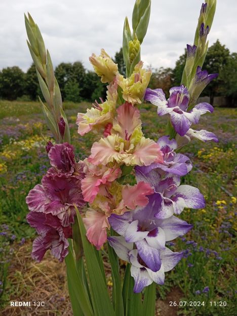  - Gladiole 2024