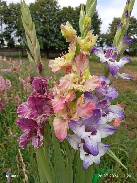  - Gladiole 2024