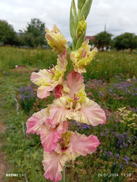  - Gladiole 2024