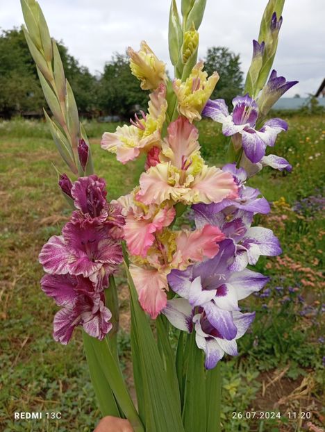  - Gladiole 2024
