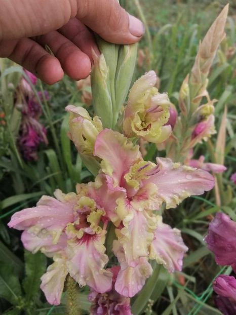  - Gladiole 2024
