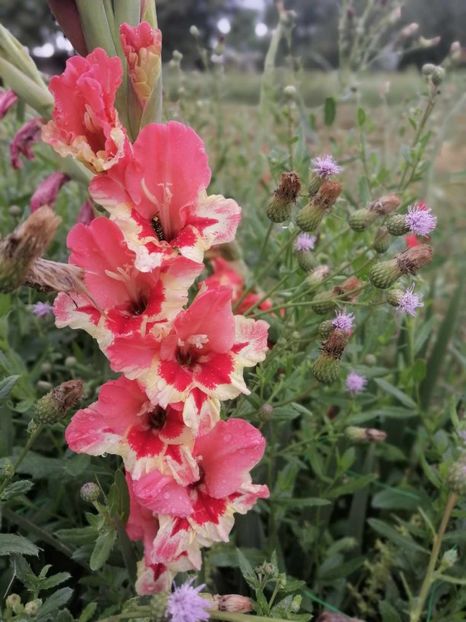  - Gladiole 2024