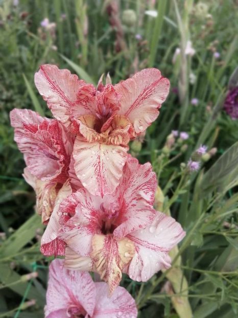  - Gladiole 2024