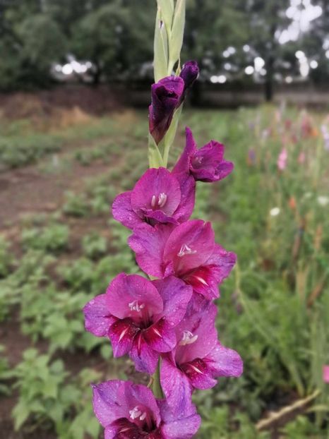  - Gladiole 2024
