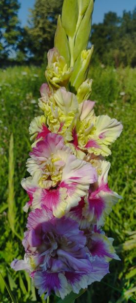 8f883d6b-5b46-48ba-b3ae-21fde013716d-1_all_154 - Gladiole 2024