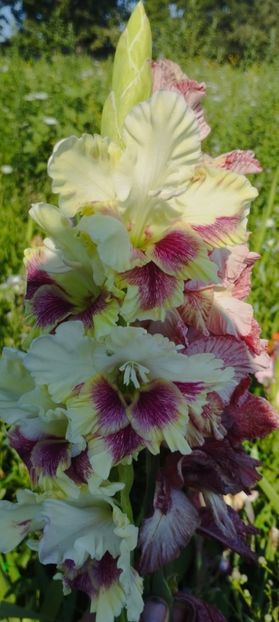 8f883d6b-5b46-48ba-b3ae-21fde013716d-1_all_158 - Gladiole 2024