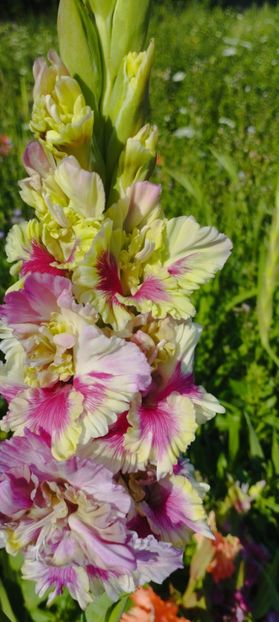 8f883d6b-5b46-48ba-b3ae-21fde013716d-1_all_156 - Gladiole 2024