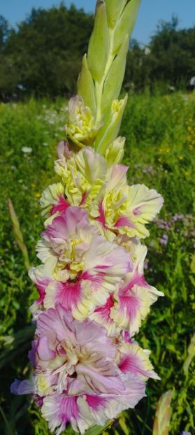 8f883d6b-5b46-48ba-b3ae-21fde013716d-1_all_155 - Gladiole 2024