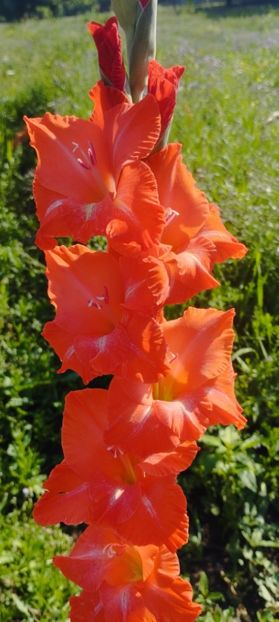 8f883d6b-5b46-48ba-b3ae-21fde013716d-1_all_161 - Gladiole 2024