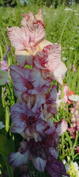 8f883d6b-5b46-48ba-b3ae-21fde013716d-1_all_159 - Gladiole 2024