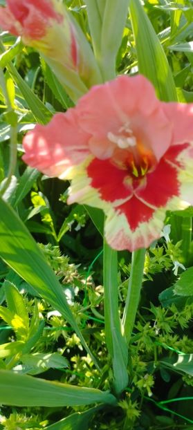 8f883d6b-5b46-48ba-b3ae-21fde013716d-1_all_169 - Gladiole 2024