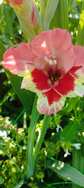 8f883d6b-5b46-48ba-b3ae-21fde013716d-1_all_168 - Gladiole 2024