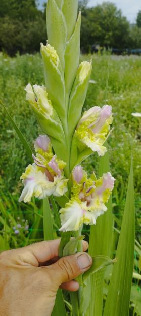 8f883d6b-5b46-48ba-b3ae-21fde013716d-1_all_254 - Gladiole 2024