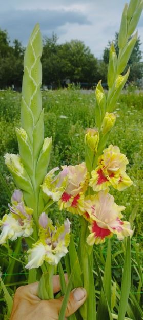 8f883d6b-5b46-48ba-b3ae-21fde013716d-1_all_253 - Gladiole 2024