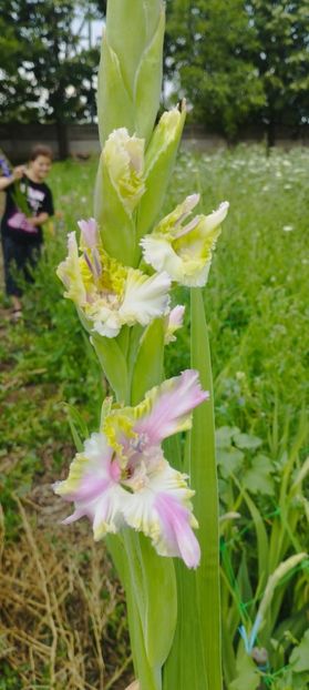 8f883d6b-5b46-48ba-b3ae-21fde013716d-1_all_252 - Gladiole 2024