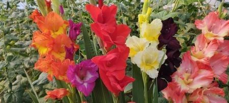  - Gladiole 2024