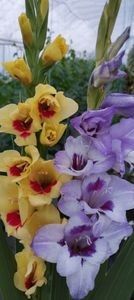  - Gladiole 2024