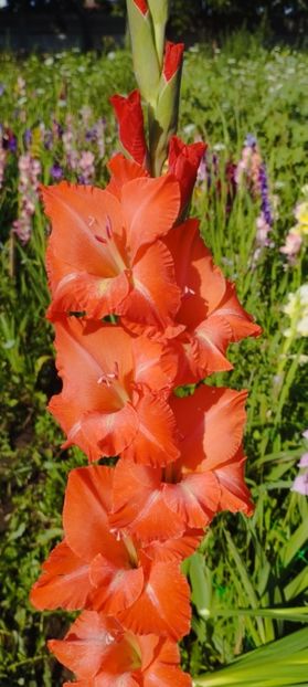 8f883d6b-5b46-48ba-b3ae-21fde013716d-1_all_160 - Gladiole 2024