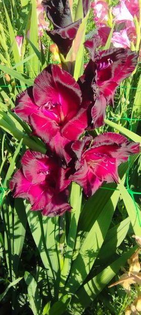 8f883d6b-5b46-48ba-b3ae-21fde013716d-1_all_163 - Gladiole 2024