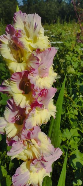 8f883d6b-5b46-48ba-b3ae-21fde013716d-1_all_166 - Gladiole 2024