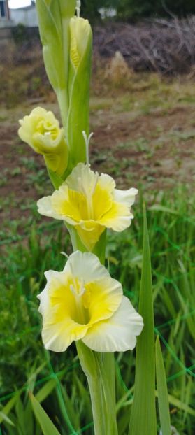 8f883d6b-5b46-48ba-b3ae-21fde013716d-1_all_226 - Gladiole 2024