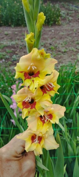 8f883d6b-5b46-48ba-b3ae-21fde013716d-1_all_227 - Gladiole 2024