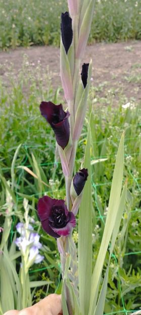 8f883d6b-5b46-48ba-b3ae-21fde013716d-1_all_230 - Gladiole 2024