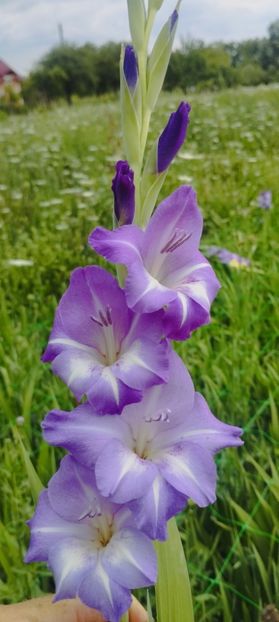 8f883d6b-5b46-48ba-b3ae-21fde013716d-1_all_235 - Gladiole 2024