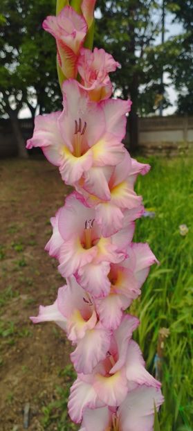 8f883d6b-5b46-48ba-b3ae-21fde013716d-1_all_238 - Gladiole 2024