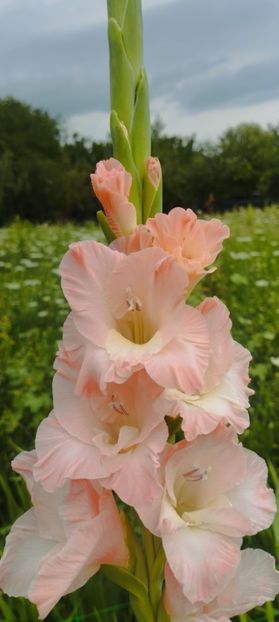 8f883d6b-5b46-48ba-b3ae-21fde013716d-1_all_240 - Gladiole 2024