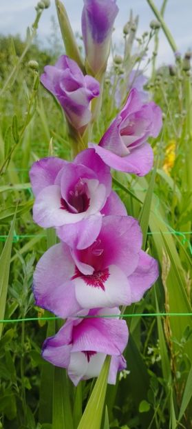 8f883d6b-5b46-48ba-b3ae-21fde013716d-1_all_250 - Gladiole 2024