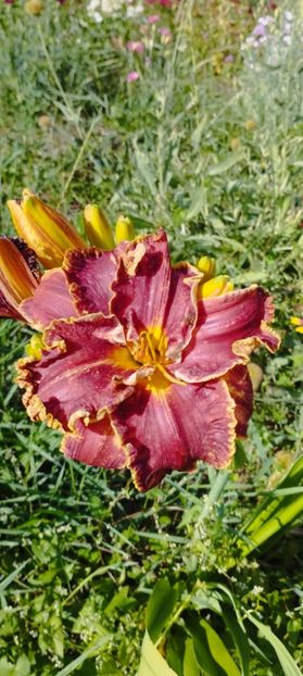 8f883d6b-5b46-48ba-b3ae-21fde013716d-1_all_290 - Hemerocalisi 2024