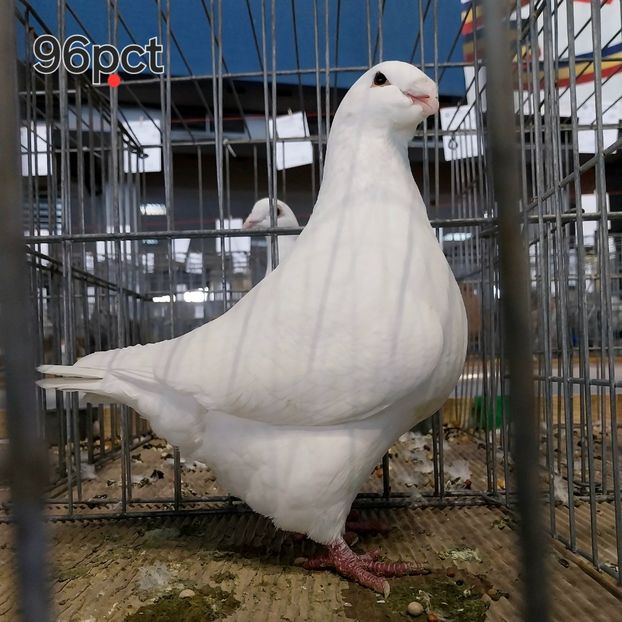  - Pui 2024 opriți la matca