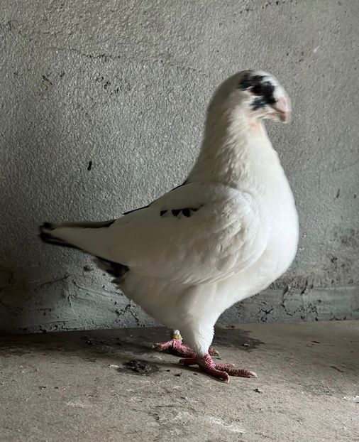 998C58EA-AA4E-4D53-A60E-53A654A11644 - AMERICAN GIANT HOMER 2025